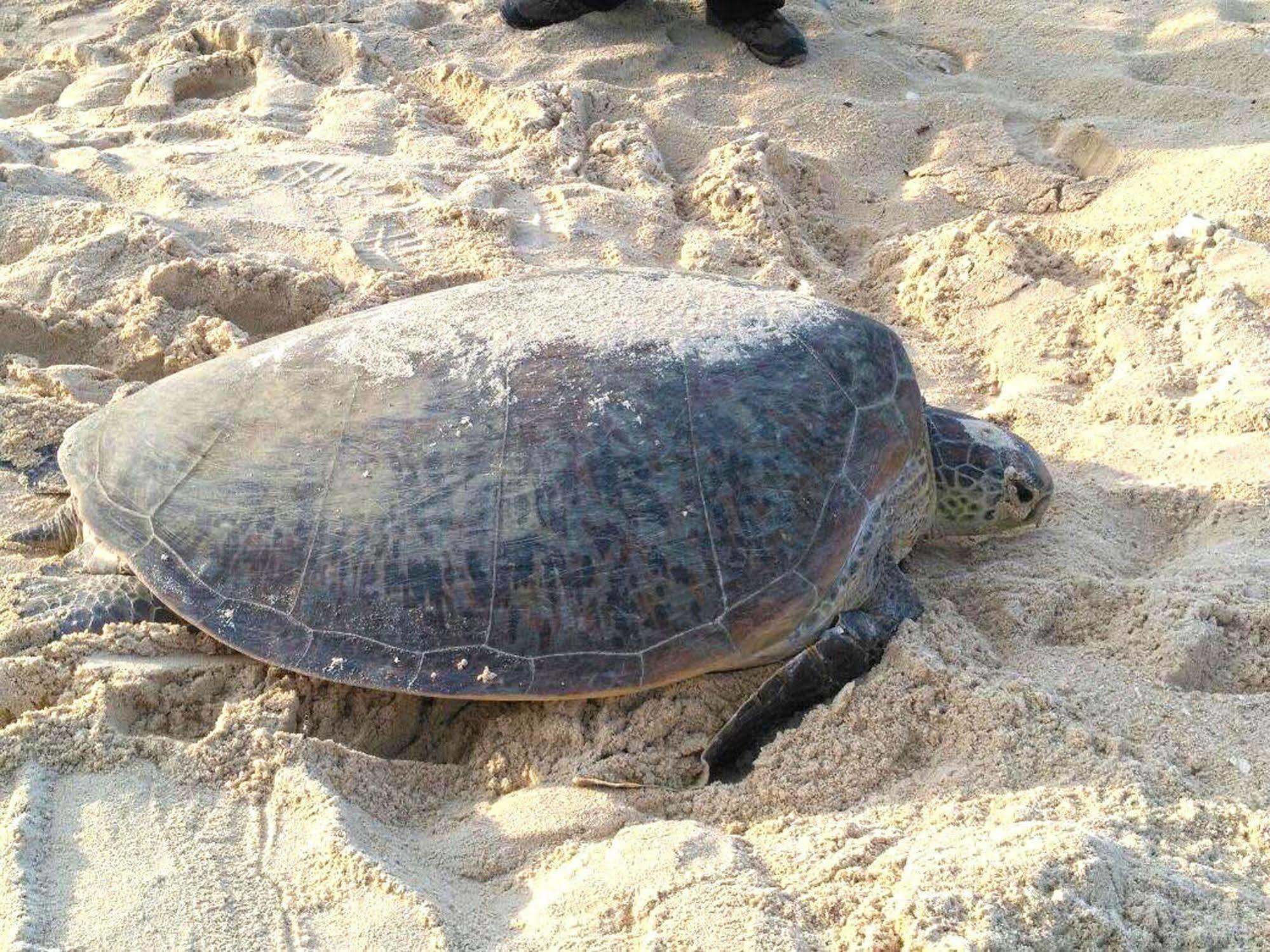 Selingan Turtle Island Hotel Сандакан Екстериор снимка